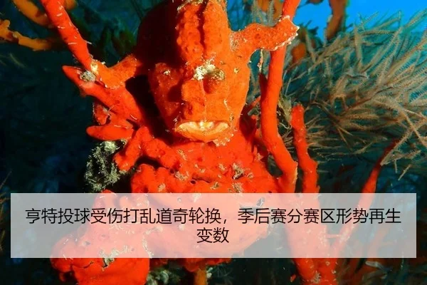 heng-te-tou-qiu-shou-shang-da-luan-dao-qi-lun-huan-ji-hou-sai-fen-sai-qu-xing-shi-zai-sheng-bian-shu-2-509.jpg